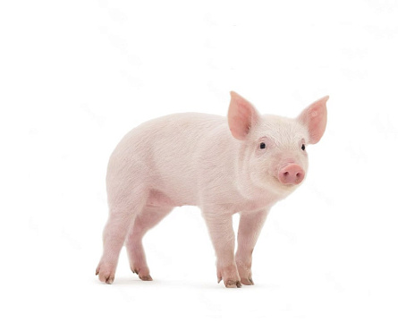 Pigs