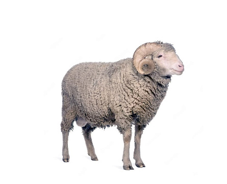 Sheeps