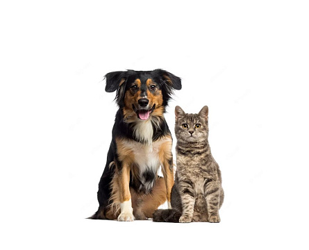 Pets